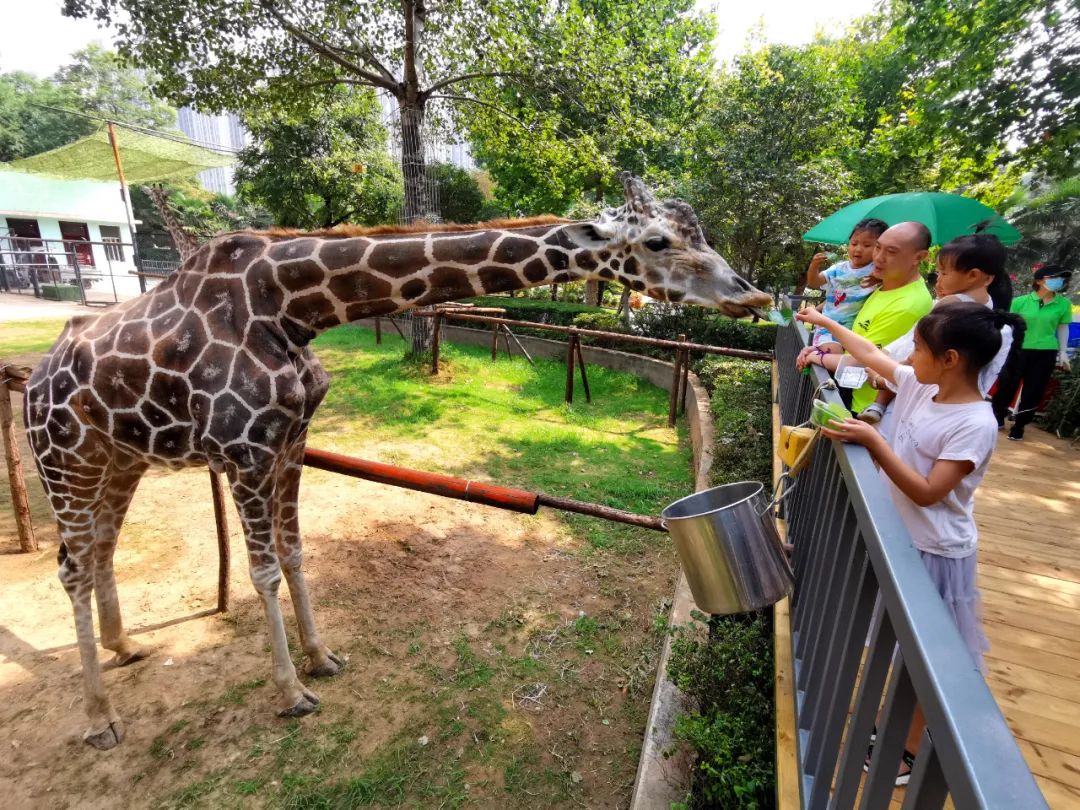 洛阳打卡攻略,洛阳打卡必去的十大景点