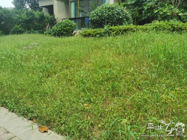 杂草丛生物业清理,小区杂草丛生物业不管怎么办