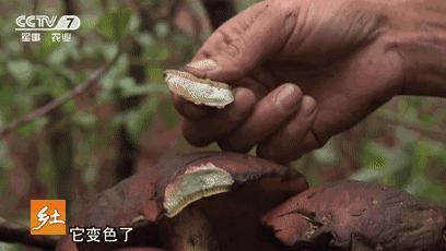 云南人在这件事上,命比谁都硬