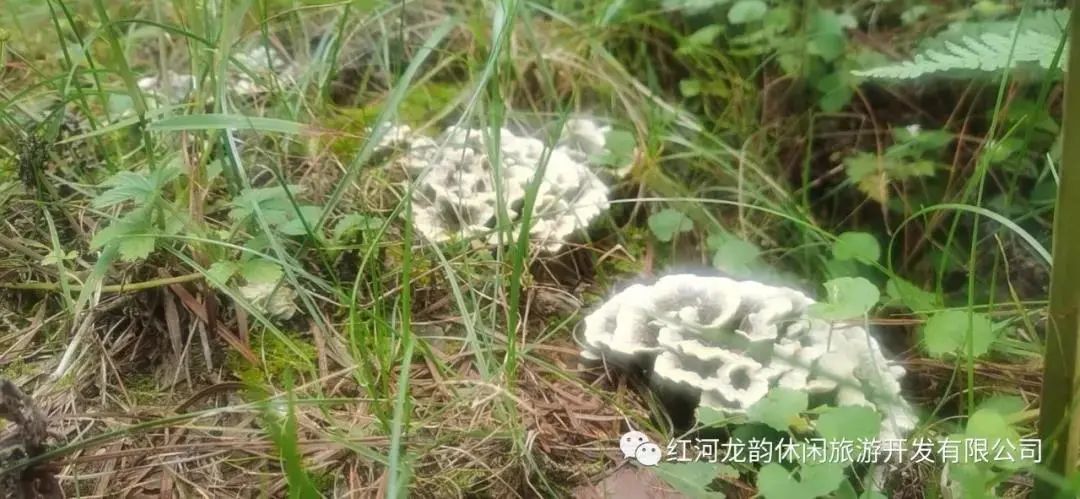 石屏龙韵养生谷干巴菌,云南石屏龙朋干巴菌节