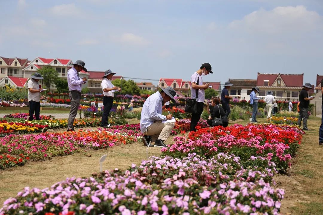 崇明岛比赛直播,上海崇明赛事视频