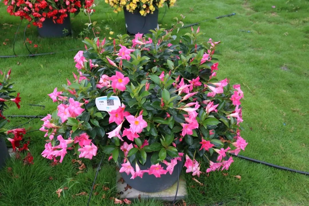 崇明岛比赛直播,上海崇明赛事视频