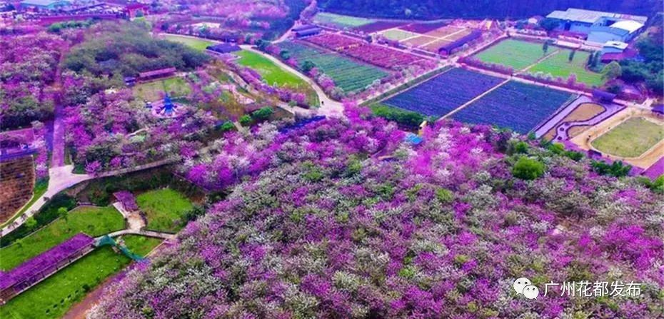 花都这些村超级棒！快来助力！