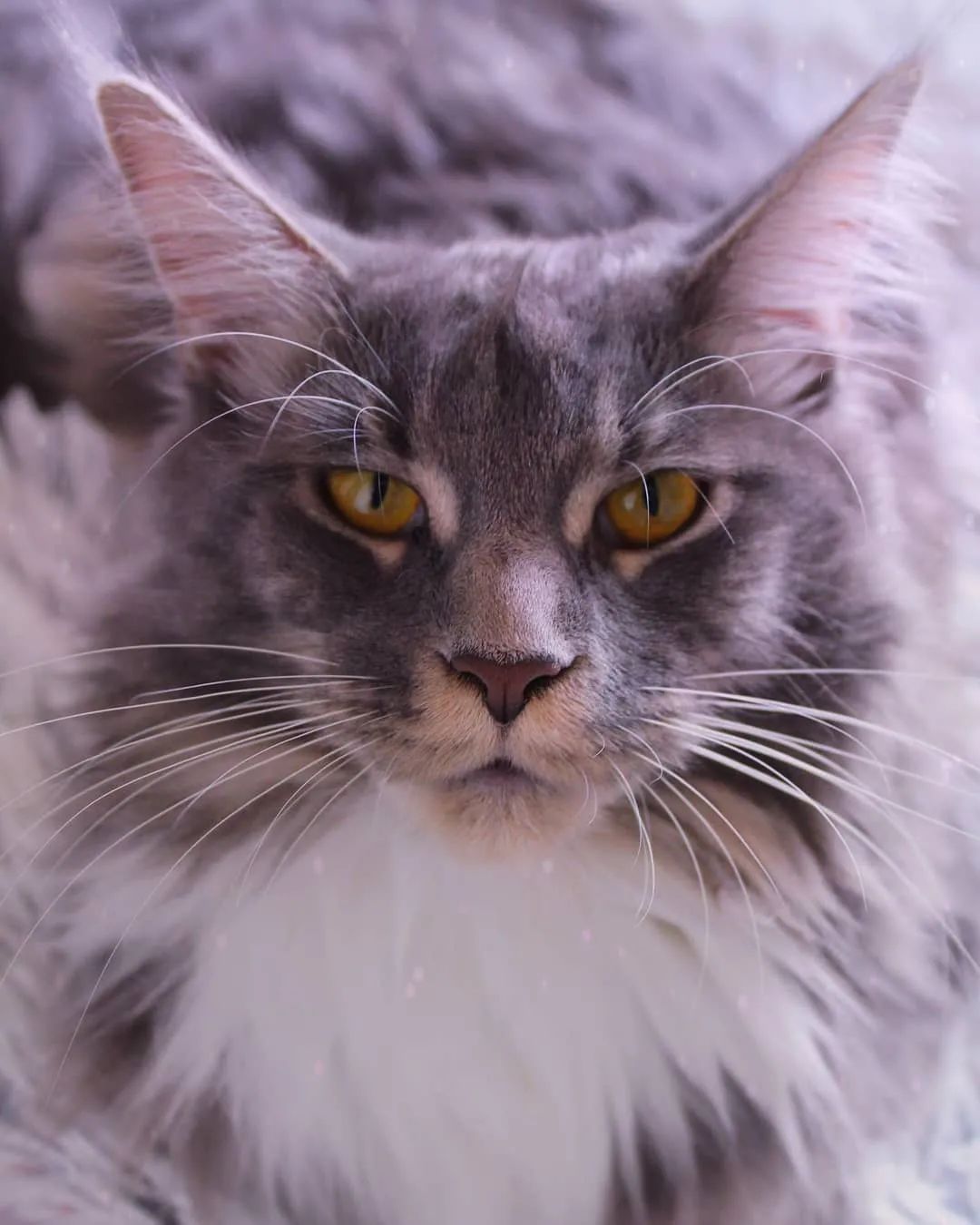 云养猫的品牌有哪些,云养猫设计品牌