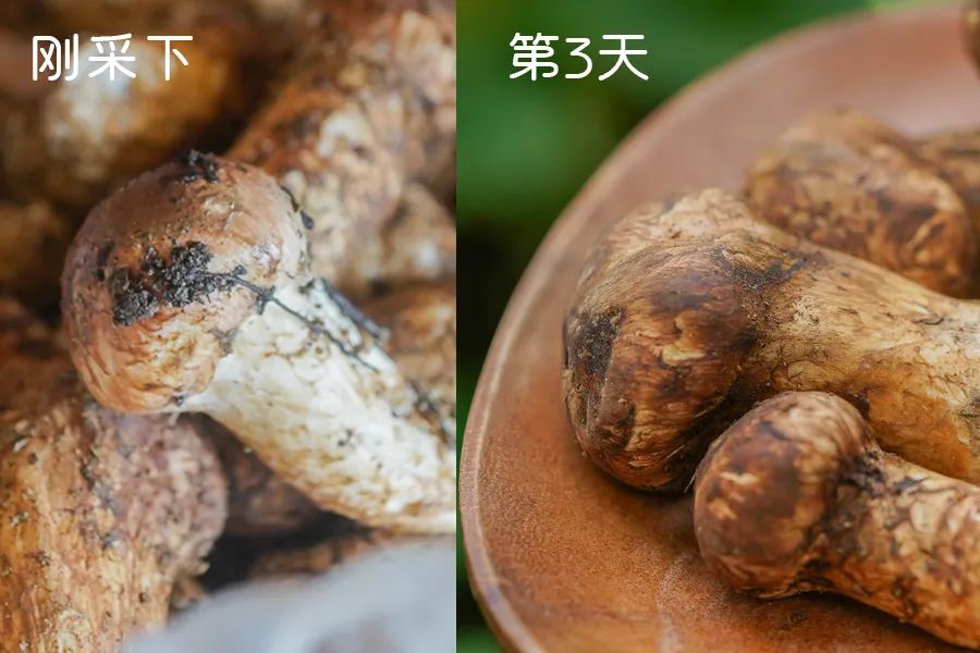 松茸比普通菌类贵多少,最好的松茸是哪里的