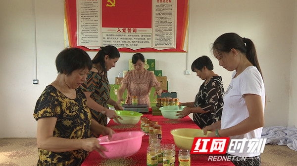 祁阳金槐米最新视频,广西金槐米茶制作