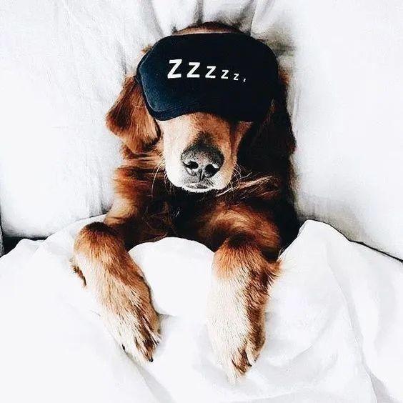 狗狗身上过敏症状,容易被忽视的狗病