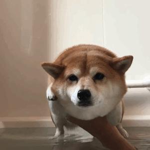 狗狗身上过敏症状,容易被忽视的狗病