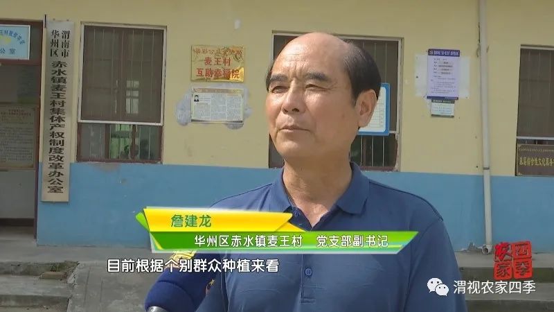华州区赤水镇麦王村第一书记马信：好执行力炼就工作高标准