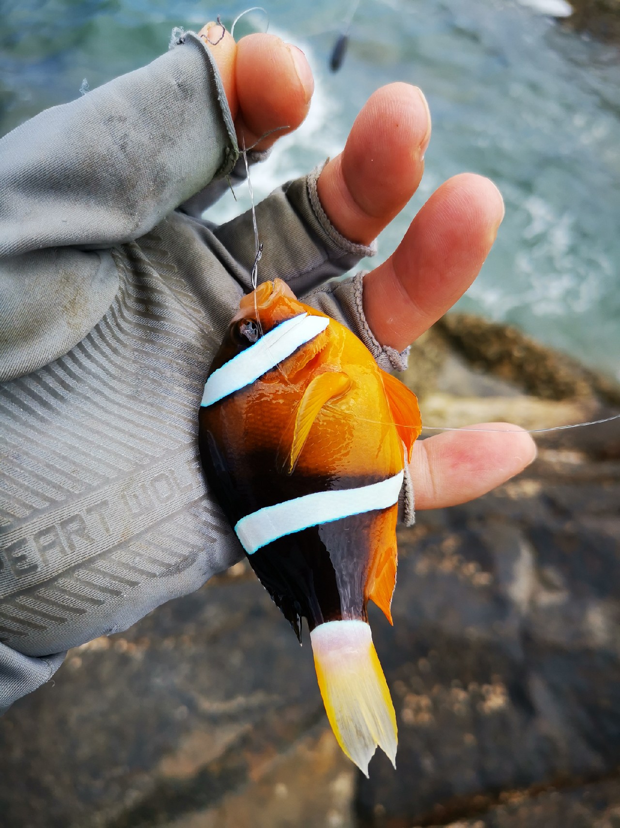 去小河边野采非常好看的观赏鱼,漂亮的观赏鱼美景