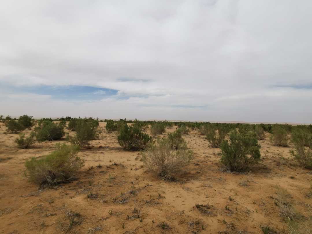 梭梭肉苁蓉比红柳肉苁蓉成熟早,梭梭治沙