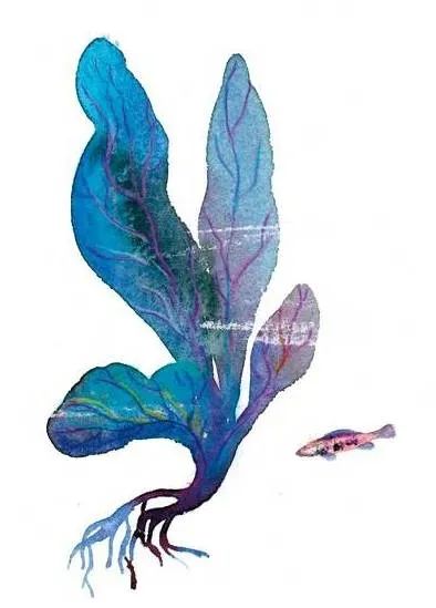 海洋护肤成分,深海植物护肤精粹