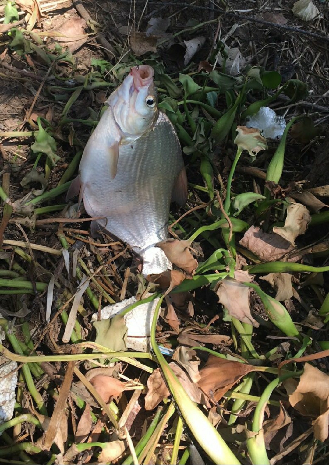 钓鱼人818完整视频,钓鱼人818攻略