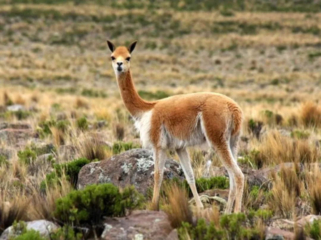 羊驼又叫什么神兽,羊驼为什么会排在十大神兽里