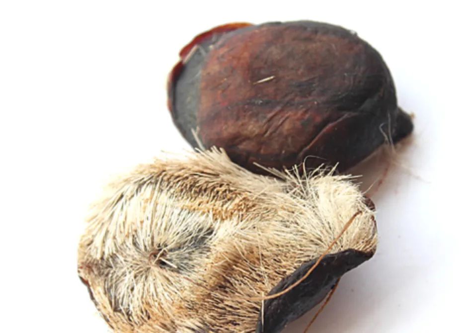 胡博士讲中医视频,胡博士说秦艽中药