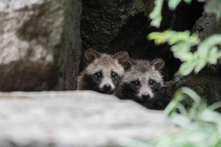从人貉之争到人貉之和——城市野生动物应被投喂吗？