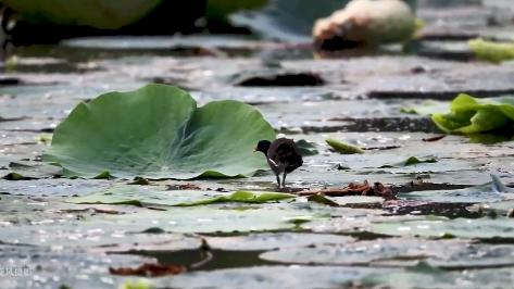 美翻了人间的小桥流水人家,最美的荷花海