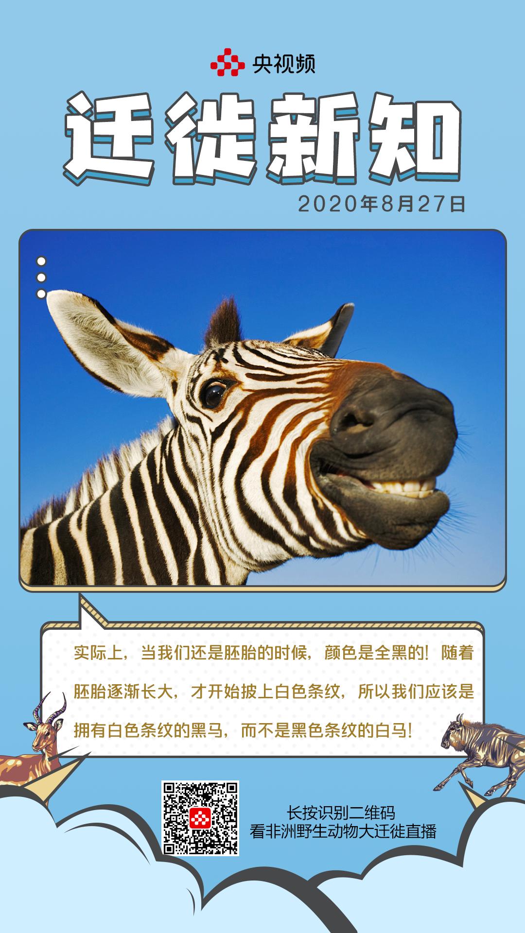 斑马是白马黑条纹还是黑马白条纹,斑马到底是黑斑白马还是白斑黑马