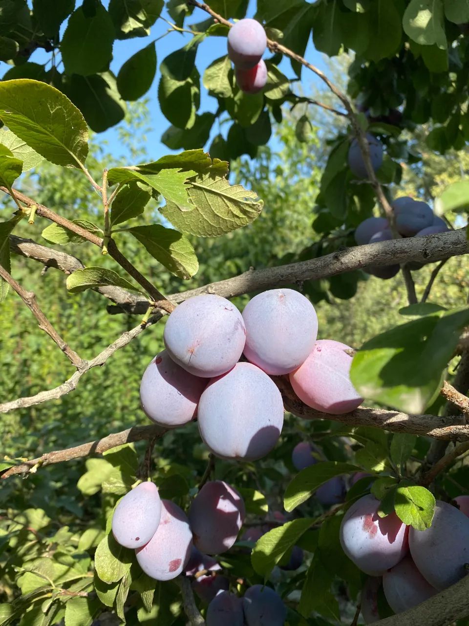 【走向我们的小康生活】小小西梅园铺就致富路