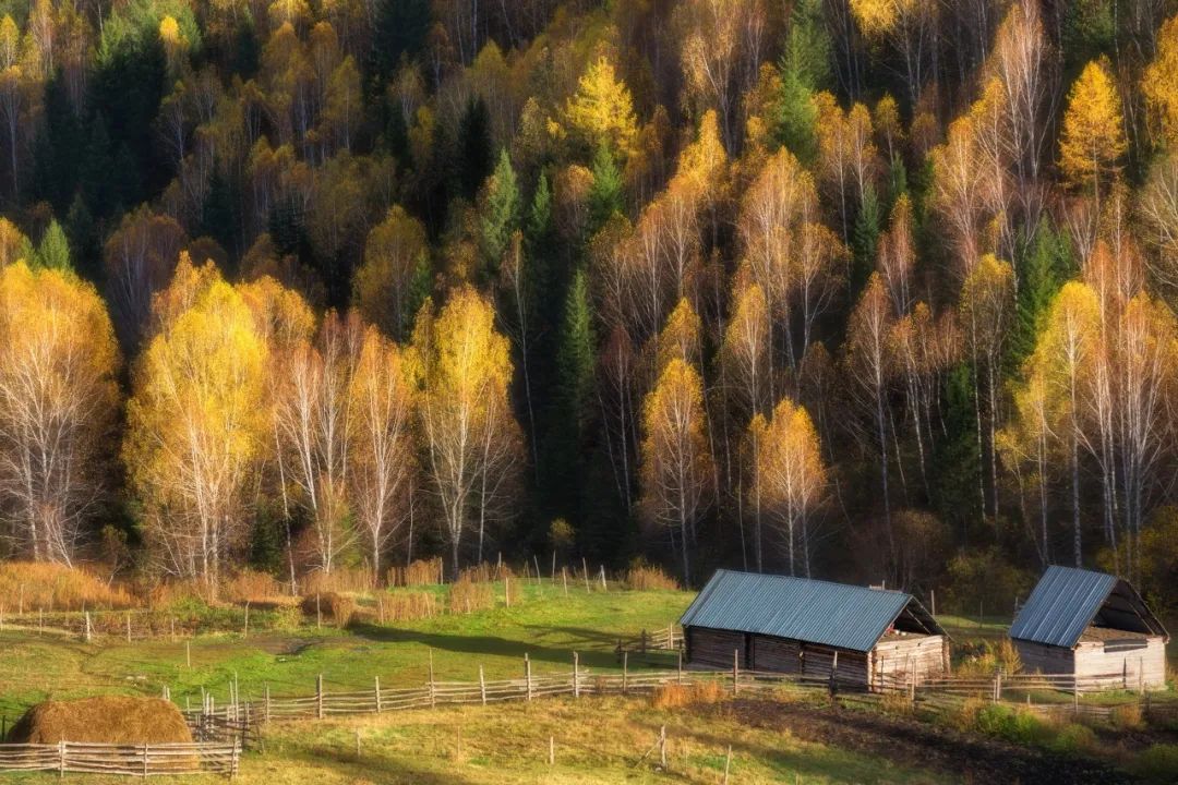 “*窥偷**”网红动物的生活，理解和分享一种离人群最远、离星空最近的喜悦|此刻夜读