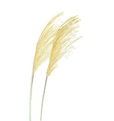 过故人庄孟浩然赏析,孟浩然过故人庄讲解赏析