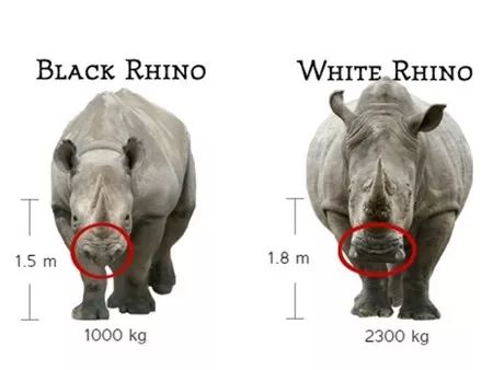 黑犀牛：我不黑，人家“白”着呢……