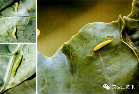 蔬菜害虫图谱,蔬菜害虫100种图谱