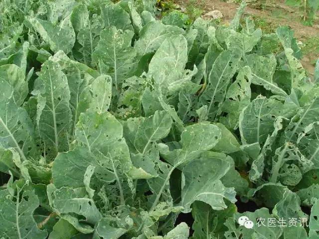 蔬菜害虫图谱,蔬菜害虫100种图谱