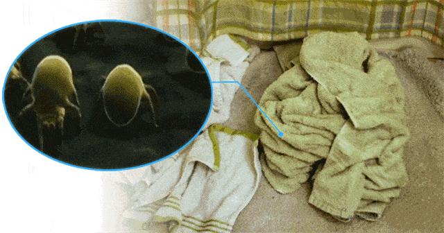 品牌干发帽吸水速干不伤头发,速干帽加厚超强吸水