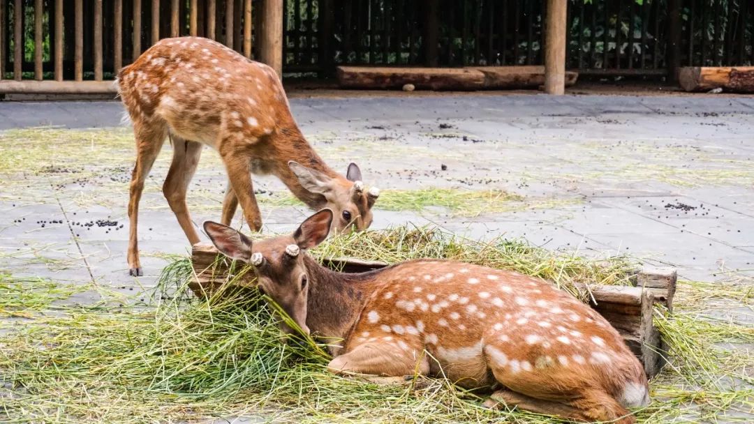 成都青羊值得去的地方,成都青羊区旅游景区推荐