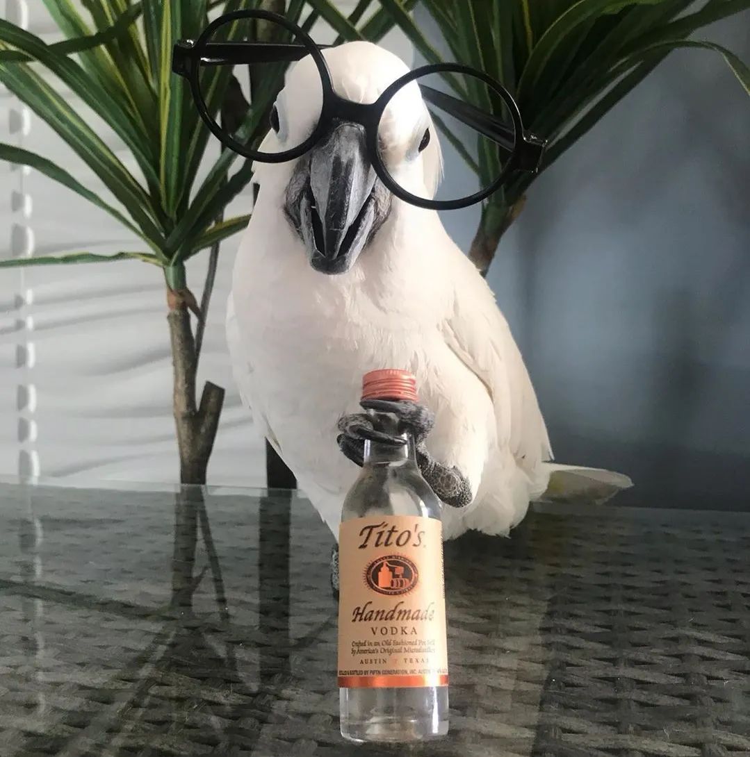 沙雕萌宠集合地,沙雕又可爱的萌宠