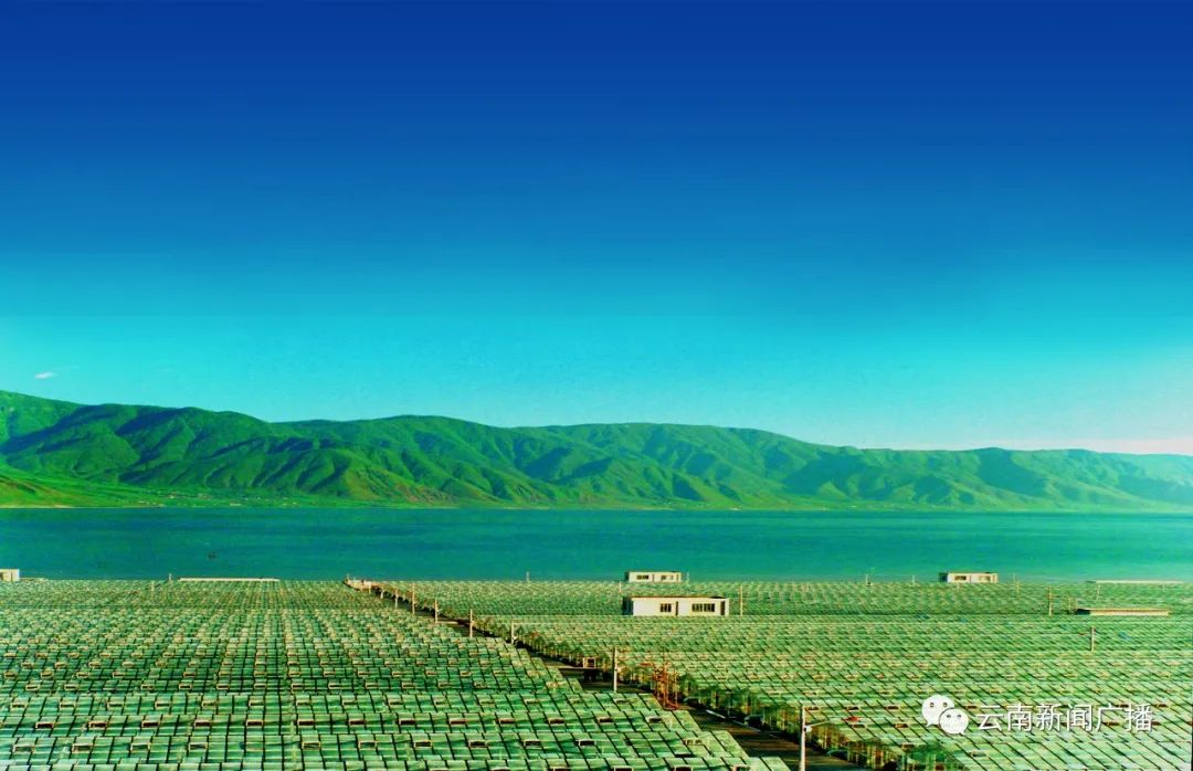 匠心云南丨绿A的成长之道