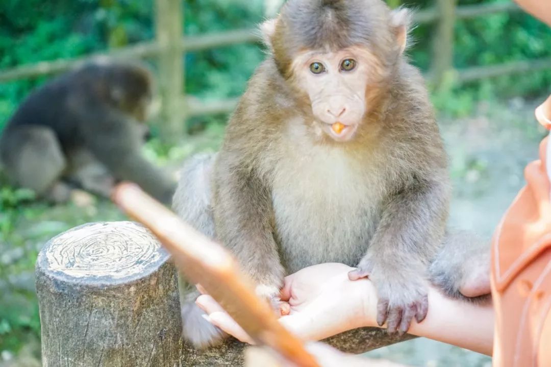 峨眉山有仙峰寺吗,峨眉山有多灵