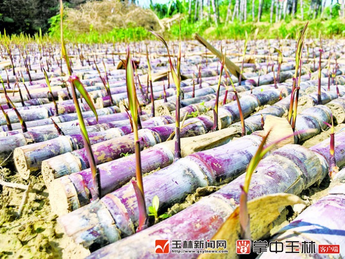 自家盆栽种植甘蔗,甘蔗种植盆景