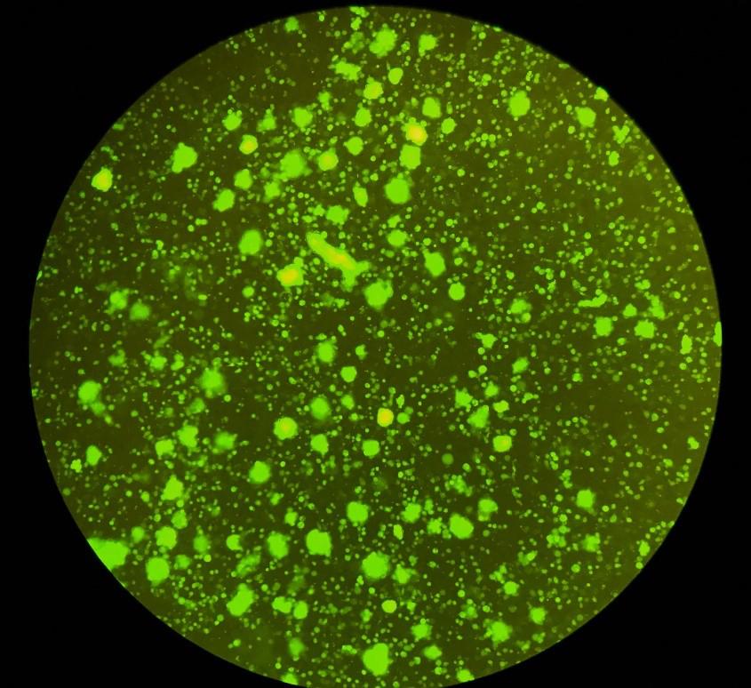 卵巢组织冷冻移植技术设备,卵巢组织冷冻