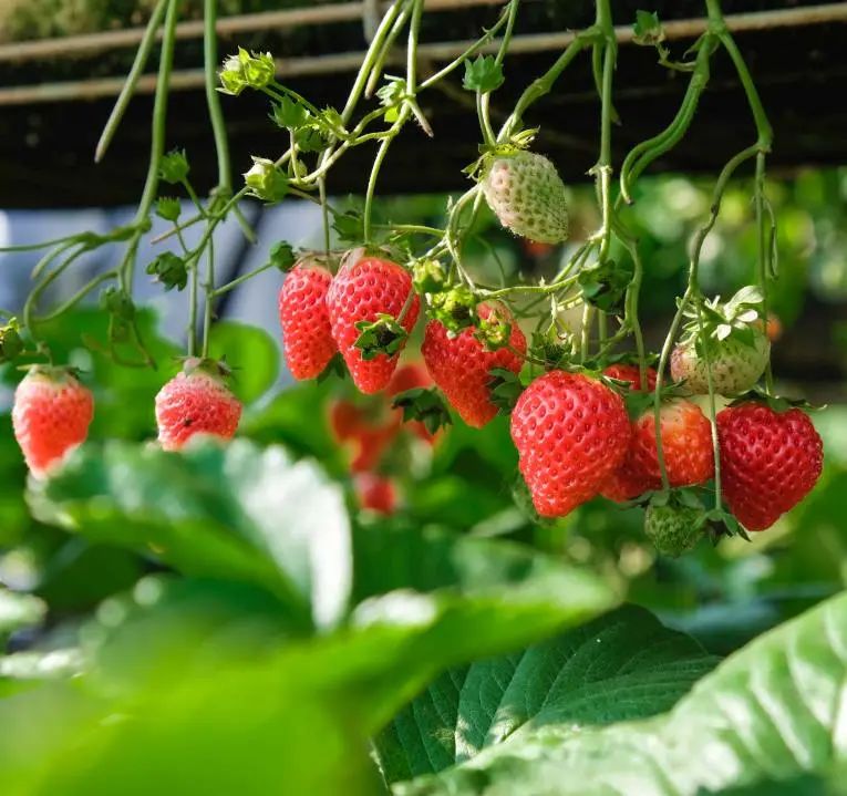 收藏！四川十二月月月hei惊艳