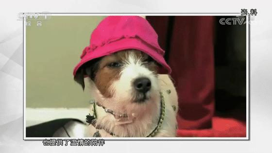 被动物咬伤的正确处理方法,被动物抓伤有什么症状