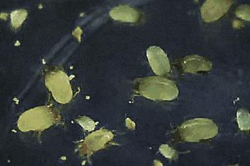 团|墙上插上它，24小时物理除螨，让千万螨虫集体自杀，比太阳暴晒强10000倍