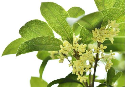 中秋节的由来传说和潮汕中秋习俗,网络中秋节习俗