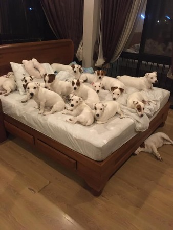 天冷不用盖被！　20只梗犬挤爆床「复制贴上」贴爸胸睡满0空隙