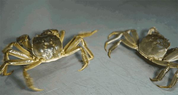 活螃蟹放冰箱冷冻40小时还能吃吗,活螃蟹直接放冰箱保鲜可以放几天