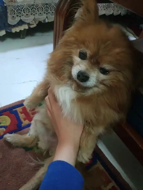 “似乎它从来都没有真正离开过”：和宠物告别的25个时刻