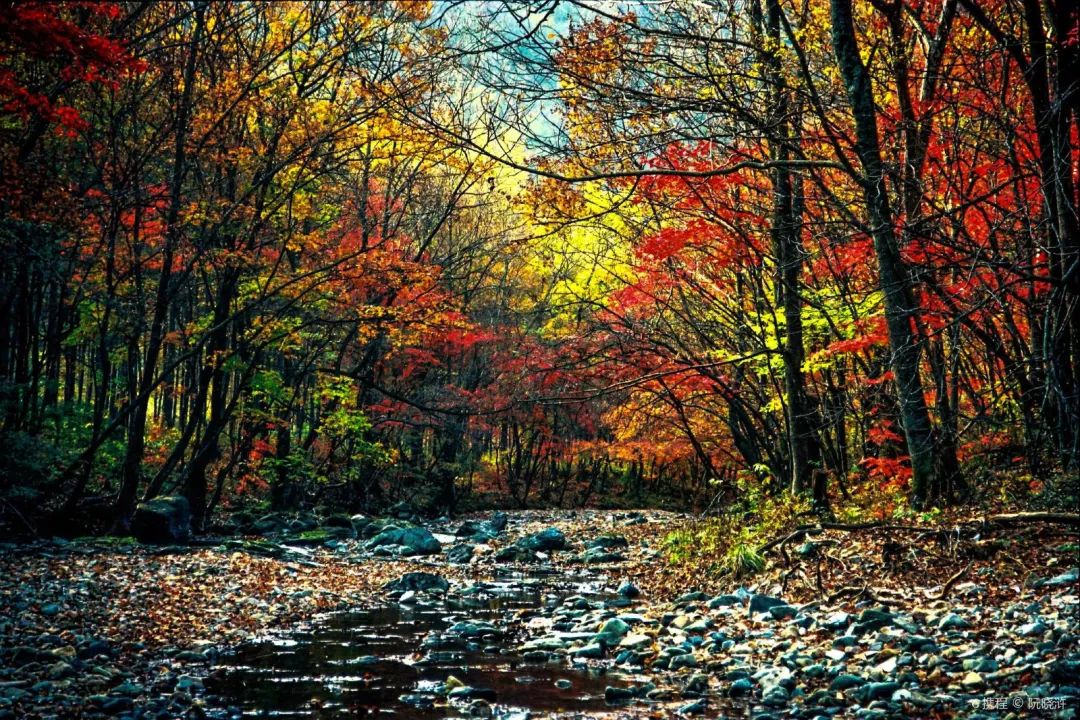 传说中的枫叶,传说中的光雾山红叶