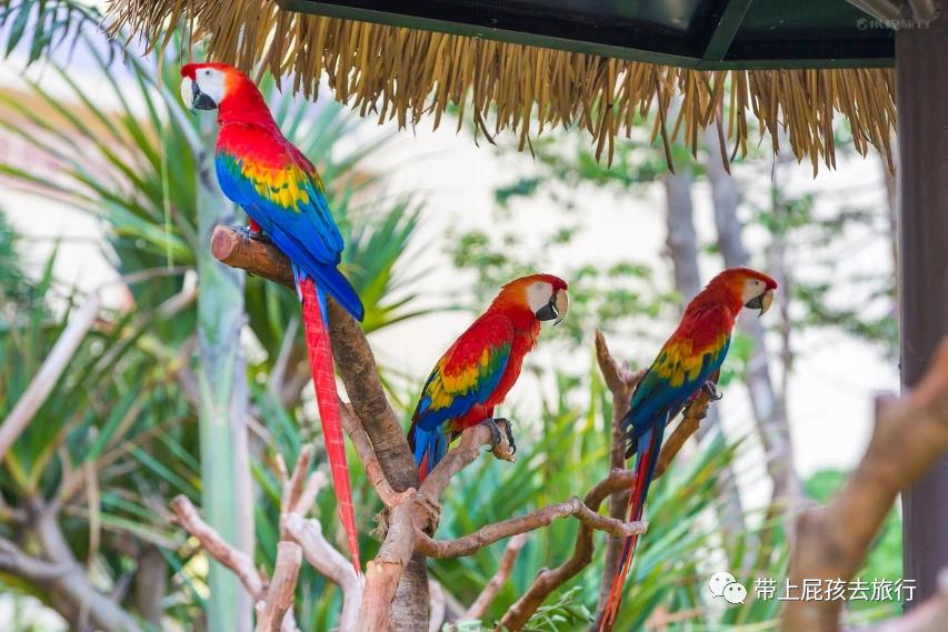 去珠海长隆海洋世界住哪个酒店好,长隆有必要住里面的酒店吗