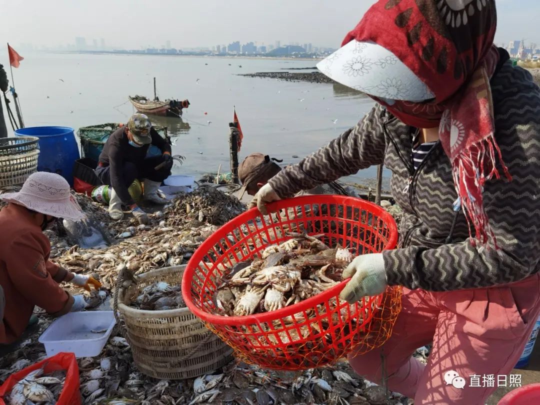 螃蟹5元一斤,日照海鲜螃蟹多少钱