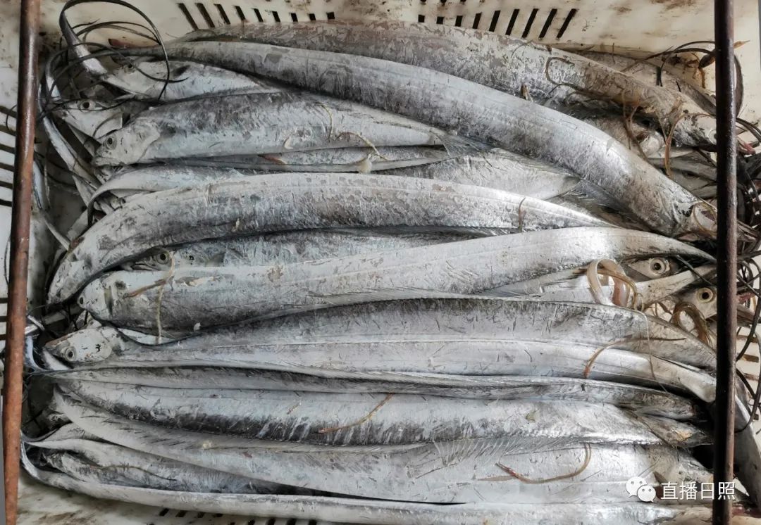 螃蟹5元一斤,日照海鲜螃蟹多少钱