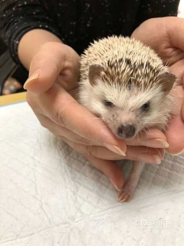 踏入异宠圈你想好了吗?丨刺猬、蜘蛛、羊驼、蟑螂……获取渠道或涉违法,如弃养更会危害公共安全