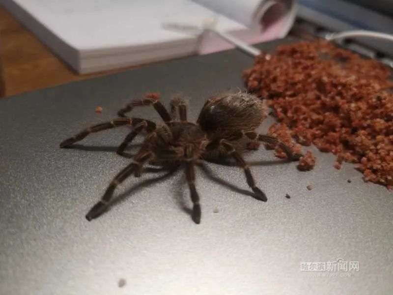 踏入异宠圈你想好了吗?丨刺猬、蜘蛛、羊驼、蟑螂……获取渠道或涉违法,如弃养更会危害公共安全