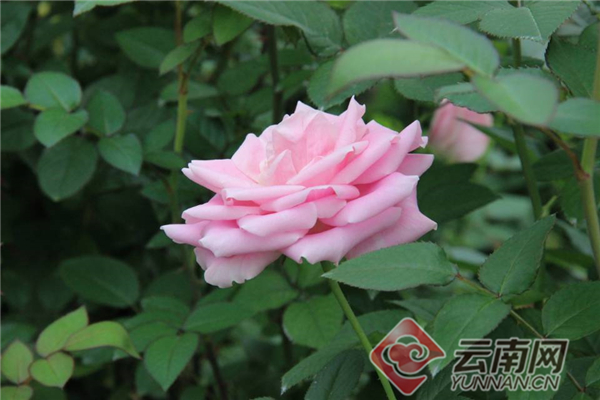 绿色发展看青海,绿色发展看福建