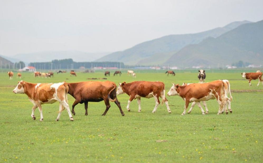 内蒙古赤峰天山的牛,通辽的牛和赤峰的牛区别